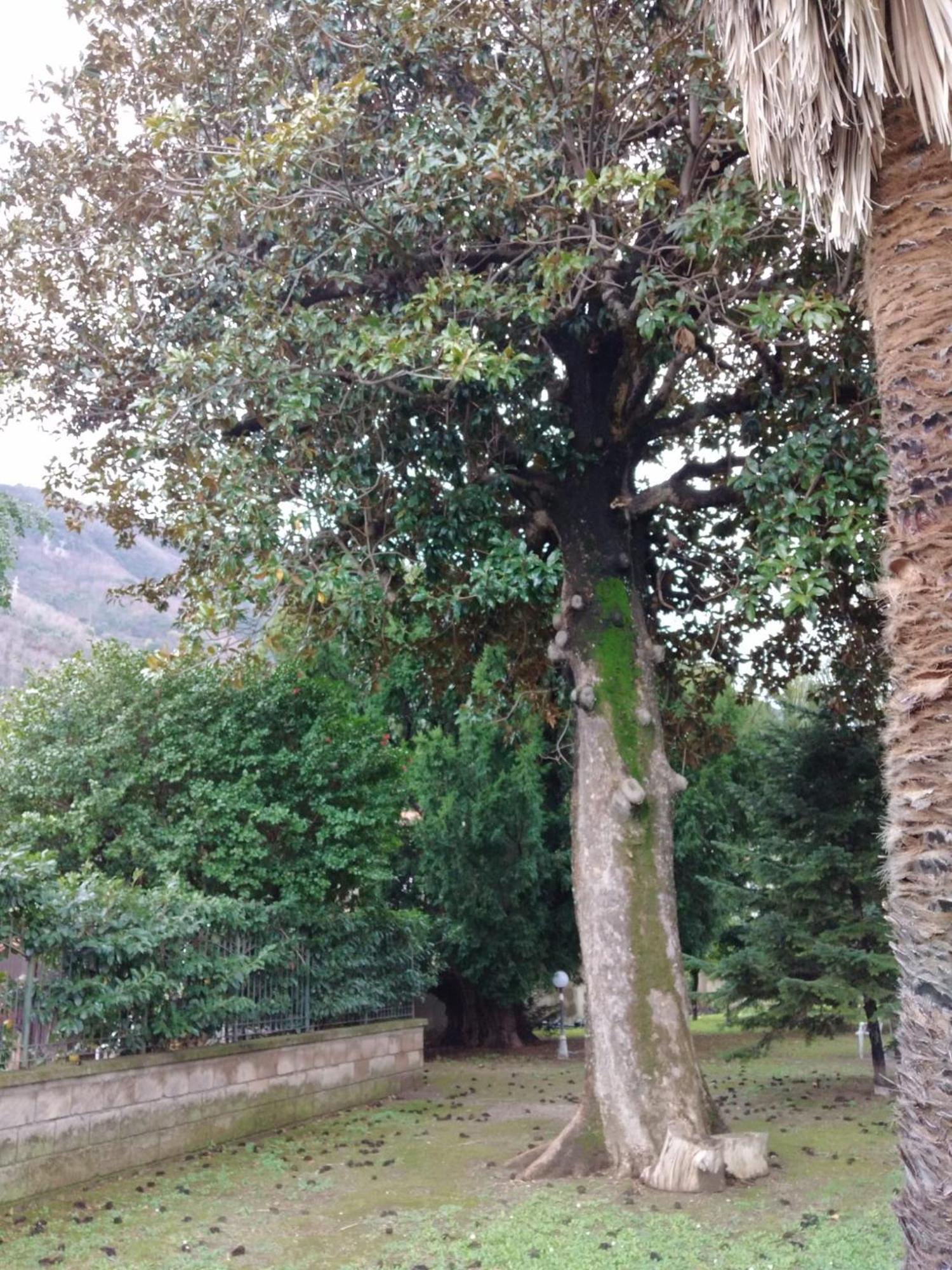 Villa Pellicano -Il Nido Castellammare di Stabia Εξωτερικό φωτογραφία